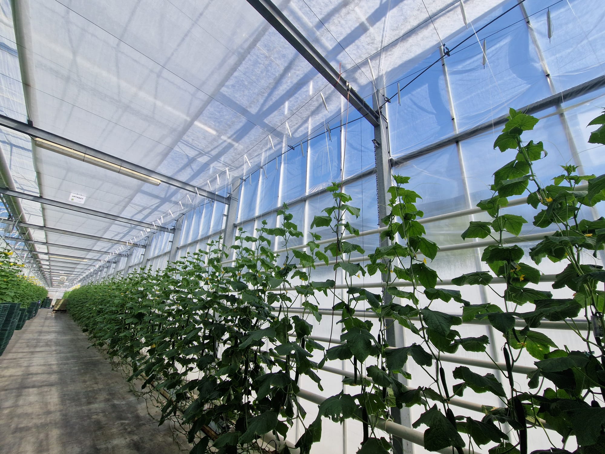 Green-Port-Fresh-Wifi-Leased-Line-Commercial-Enterprise-Essex-gallery-img-12